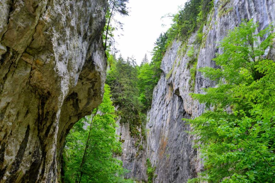 Die Wände der spektakulären Klamm Prăpastia Zărneștiului im Nationalpark Piatra Craiului ragen bis zu 200 Meter senkrecht in den Himmel, Rumänien - © FRASHO / franks-travelbox