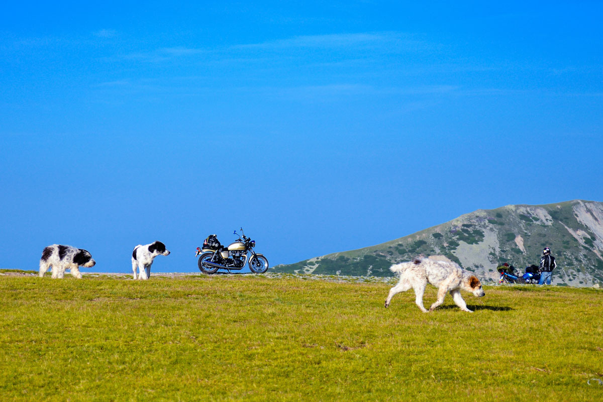 Auf dem Urdele-Pass an der Panoramastraße Transalpina ist es so gut wie immer windig bis stürmisch, Rumänien